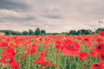 Obraz premium Poppy field with beautiful red poppies and flowers in a summer meadow