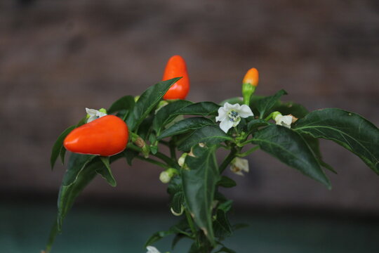pimenta laranja com flores