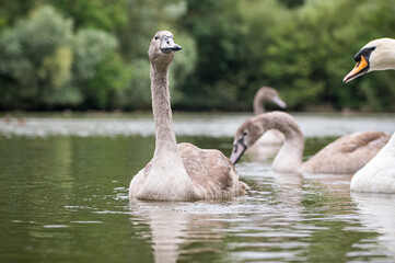 Juvenile mute cygnet swan