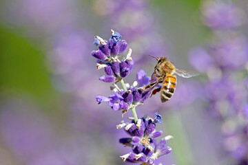 bee landing on a lavender flower