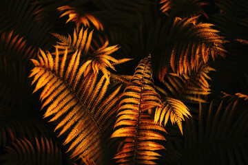 close up of fern leaves in m