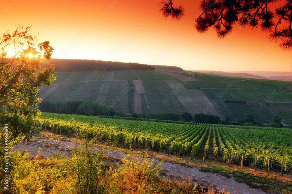 Canvas Prints chablis vineyard in the bourgogne region