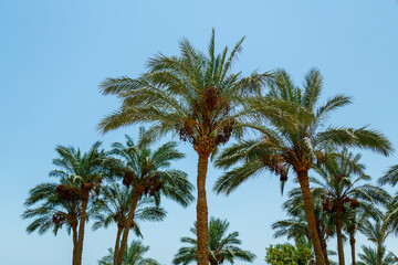 The tops of the Palm before sunset against the sky.