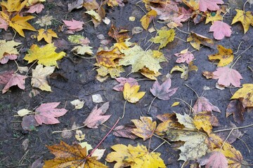 Multicolored carpet underfoot from wet pink and yellow fallen mapleleaves, walk through autumn quiet alley in the  Minsk park, Belarus.
