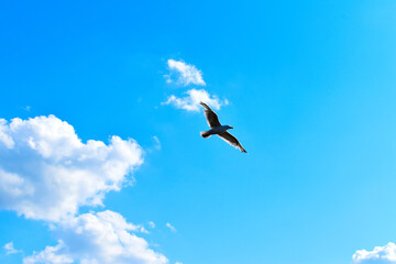 bird in flight against a blue sky with clouds