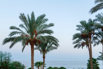 Fototapeta na wymiar Palm trees on before sunset against the background of the evening sky.