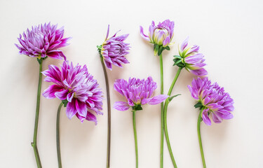 Fototapeta premium Dahlie lila und pink in Reihe sortiert