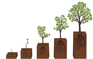 Five stages of growing maple tree diagram.