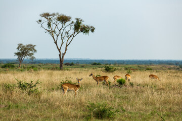 Naklejka na ściany i meble Ugandan kobs in african savanna. Queen Elizabeth National Park, Uganda