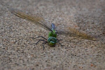 A dragon fly on the floor in the south of Tenerife