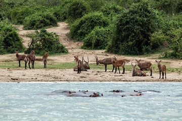Herd of impala antelopes resting on the bank of Kazinga Channel and hippos having a bath. Queen Elizabeth National Park, Uganda