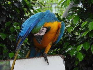 blue and yellow macaw