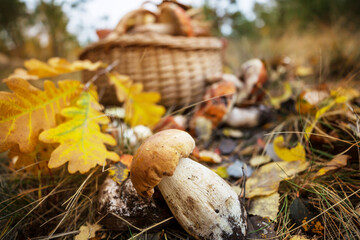Mushrooms in forest