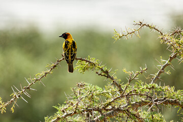 A bird sitting on thorn covered branch in Queen Elizabeth National Park, Uganda