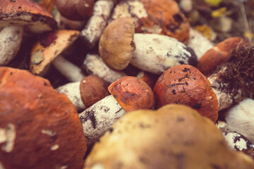 Mushrooms in forest