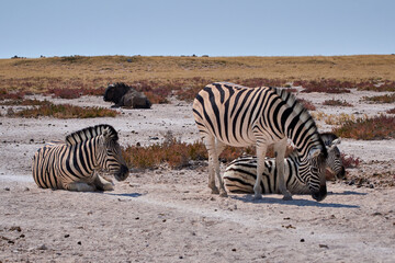 Naklejka na ściany i meble Three wild plains zebras (Equus quagga) at Etosha National park, Namibia.