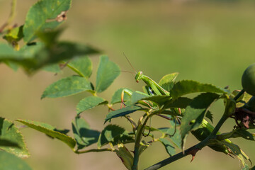 Mantis - Mantis religiosa green animal sitting on a blade of grass.