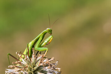 Mantis - Mantis religiosa green animal sitting on a blade of grass.