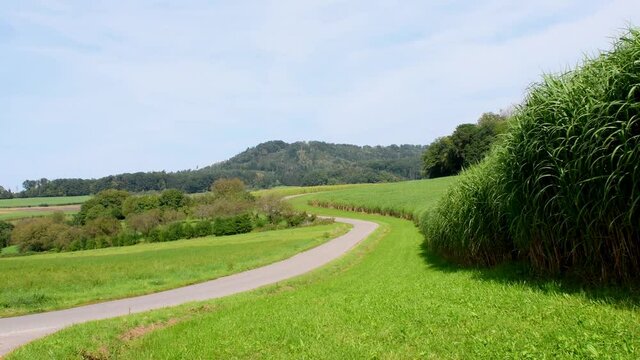 field of switch grass in autumn with big plants