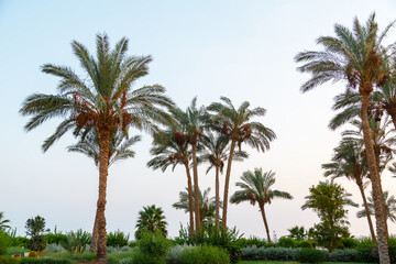 Fototapeta na wymiar Date palm trees are on the background of the blue sky.