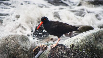 atlantic puffin or common puffin