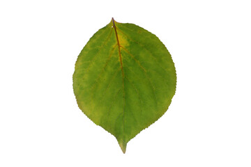 Obraz premium Dying and decaying apricot yellow and green leaf isolated on white