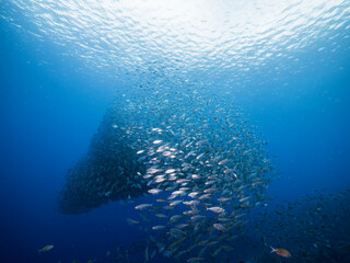Fototapeta na wymiar Bait ball, school of fish in turquoise water of coral reef in Caribbean Sea, Curacao