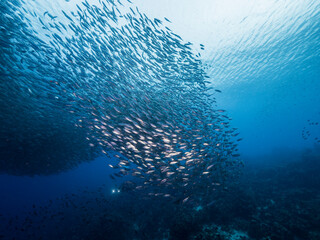 Naklejka na ściany i meble Bait ball, school of fish in turquoise water of coral reef in Caribbean Sea, Curacao