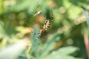 female spider Argiope bruennichi