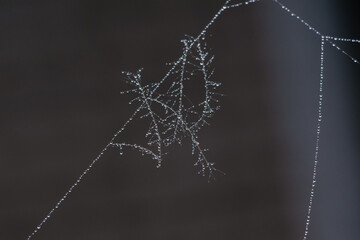 web and little drops of dew