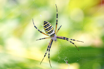female spider Argiope bruennichi
