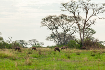 Fototapeta premium Herd of impala antelopes grazing on the grassland of Queen Elizabeth National Park, Uganda