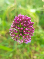 ball-head onion also drumsticks (in german Kugelköpfiger Lauch also Kugel-Lauch) Allium sphaerocephalon