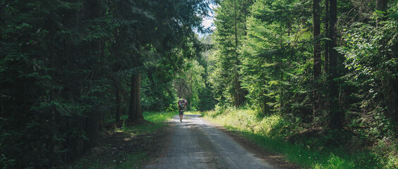 road in the forest