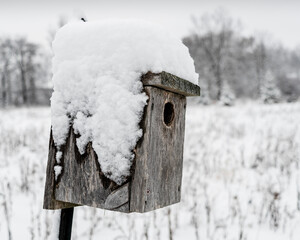 Snow on birdhouse 