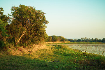 Wood in sunlight before sunset on the bank of the lake, peaceful countryside in the evening