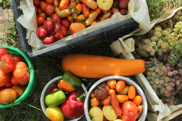 Harvest vegetables and fruits on the farm