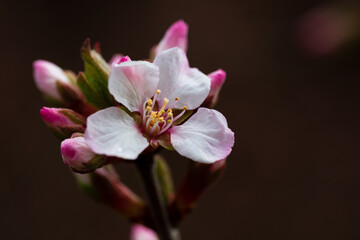 Fototapeta na wymiar Crabapple bloom
