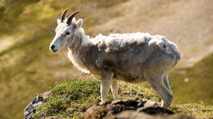 goat in the mountains