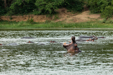 A hippo in water with its mouth wide open in Queen Elizabeth National Park, Uganda