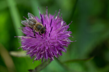 Biene an der Arbeit