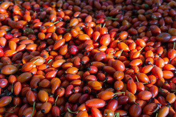 Raw rosehip fruits harvested in early fall.