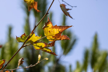 Autumn leaves on tree branch