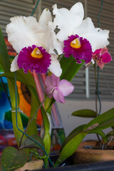 A BELEZA QUE A ORQUÍDEA IMPÕE SUPERA TODAS AS OUTRAS CORES