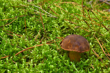 Mushroom among the moss