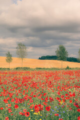 Poppy field with beautiful red poppies and flowers in a summer meadow