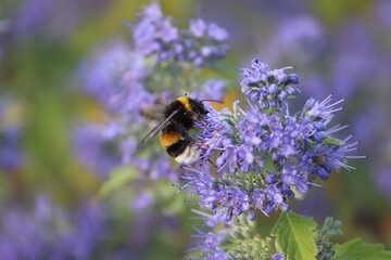 Hummel sitzt auf violetter Blüte