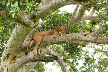 A lioness resting on the tree. Queen Elizabeth National Park, Uganda