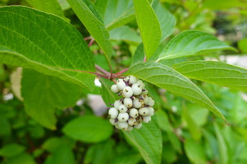 The redosier dogwood is native to North America, with a range that extends over most of the United...