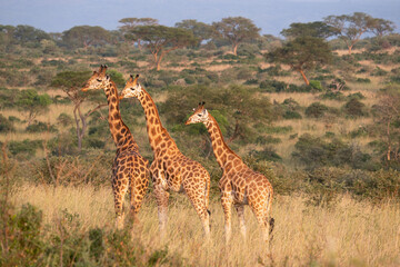 Baringo Giraffe, Giraffa camelopardalis